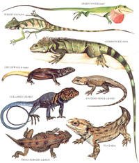 Энциклопедия Longman's Illustrated Animal Encyclopedia