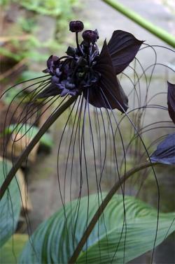 Чёрные орхидеи